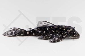 060312_L201_Hypancistrus-spec_Orinoco-Engelharnischwels_01