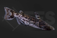 060314_Ageneiosus-marmoratus_Marmor-Delfinwels_01