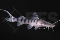 060316_Merodontotus-tigrinus_Tigerwels_01