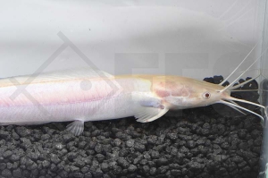 060321_Clarias-batrachus_Froschwels-gold_01