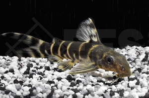 060325_Synodontis-brichardi_Brichards-Fiederbartwels_01
