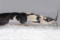 060348_Clarias-batrachus_Froschwels-marmor_01