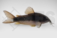 060350_Corydoras-aeneus_Metall-Panzerwels-black_01