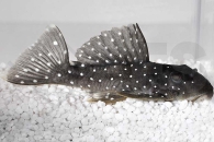 060354_Wels-L--30-Oligancistrus-punctatissimus_Weisspunkt-Segelflossenharnischwels_01