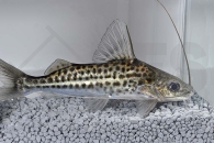 060359_Pimelodus-albofasciatus_Weissstreifen-Antennenwels_01