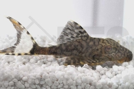 060366_Wels-L--90-Panaque-bathyphilus_Weissschwanz-Panaque_01