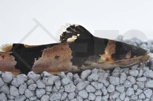 060371_Akysis-vespa_Wespenwels_01