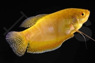 050035_Trichogaster-trichopterus_Gepunkteter-Fadenfisch-gold_01