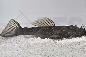 060390_Wels-L--180-Ancistrus-spec_Flacher-Weisspunkt-Antennenwels_01