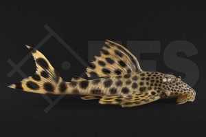 060392_Wels_L124_Ancistomus-cf-sabaji_Leopard-Trugschilderwels_01