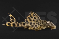 060392_Wels_L124_Ancistomus-cf-sabaji_Leopard-Trugschilderwels_01