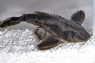 060394_Megalodoras-irwini_Schneckendornwels_01