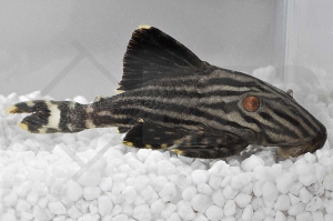 060398_Wels-L--190-Panaque-nigrolineatus_Schwarzlinien-Harnischwels_01