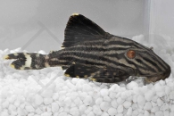 060398_Wels-L--190-Panaque-nigrolineatus_Schwarzlinien-Harnischwels_01