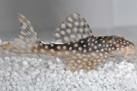 060399_Wels-L--48-Scobinancistrus-spec_Gefleckter-Pfauenharnischwels_01