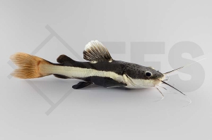 060407_Phractocephalus-hemilopterus_Rotflossenantennenwels_01