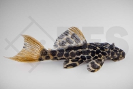 060408_Wels-L--114-Pseudacanthicus-cf-Leopardus_Leopard-Kaktus-Wels_01