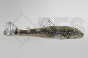 060416_Wels-LDA--25-Parotocinclus-jumbo_Pitbull-Pleco_01