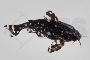 060418_Agamyxis-pectinifrons_Kammdornwels_01