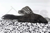 060419_Wels-L--152-Pseudorinelepis-spec_Orinoko-Tannenzapfenwels_01