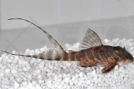 060420_Wels-L--425-Panaqolus-spec_Rio-Maquia-Wels_01