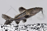 060422_Pseudodoras-niger_Schwarzer-Dornwels_01