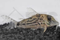 060487_Corydoras-vittatus_Tigerpanzerwels_01