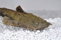 060488_Chaca-chaca_Grossmaulwels_01