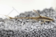 060491_Sturisoma-aureum_Goldbart-Stoerwels_01