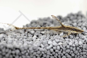 060491_Sturisoma-aureum_Goldbart-Stoerwels_01