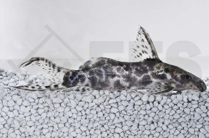 060492_Synodontis-soloni_Scherenschwanz-Fiederbartwels_01