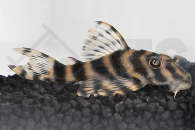 060496_Wels-L--15-Peckoltia-cf-vittata_Gestreifter-Zwergschilderwels_01