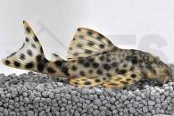 060501_Wels-L-6-Peckoltia-oligospila_Punktierter-Zwergschilderwels_01