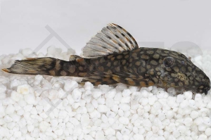 060502_Wels-L--309-Ancistrus-spec_Grossmaul-Antennenwels_01