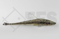 060530_Hypoptopoma-spec_Riesen-Otocinclus_01