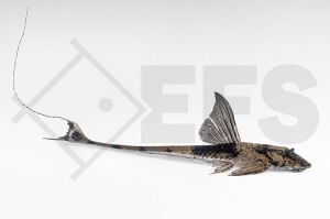 060540_Pseudohemiodon-spec_01