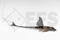 060540_Pseudohemiodon-spec_01