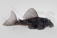 060569_L4_Hypancistrus-spec_Engelsharnischwels_01