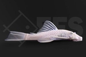 060583_Wels-L144_Ancistrus-spec_Antennenwels_snowwhite_01