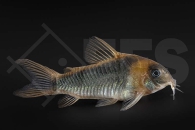 060593_Corydoras-eques_Dreieckspanzerwels_01