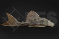 060610_Wels-L--137-Cochliodon-soniae_Blauaugen-Cochliodonwels_01