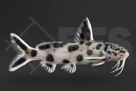060613_Synodontis-lucipinnis_Zwergfiederbartwels_01