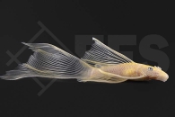 060620_Wels-L144_Ancistrus-spec_Gelber-Schleierantennenwels_01