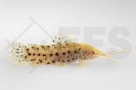 060622_Hoplosternum-thoracatum_Gemalter-Schwielenwels_albino_01