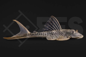 060623_L11_Squaliforma-cf-emarginata_Deltaschwanz-Harnischwels_01