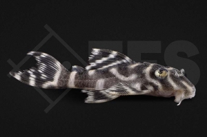 060803_Wels_L401_Hypancistrus-spec_01