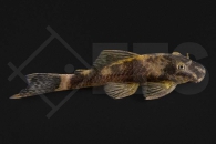 060808_LDA16_Ancistrus-spec_Roter-Antennenwels_02