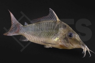 060858_Brochis-multiradiatus_Spitzmaulpanzerwels_01