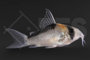 060867_Corydoras-duplicareus_Kupferfleck-Panzerwels_01