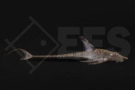 060879_Sturisoma-nigrirostrium_Nadelstreifen-Bartwels_01